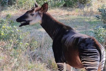 オカピ  © kosumi