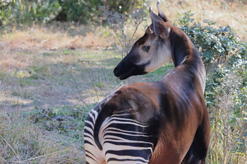 オカピ  © kosumi