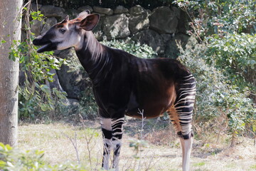 オカピ  © kosumi