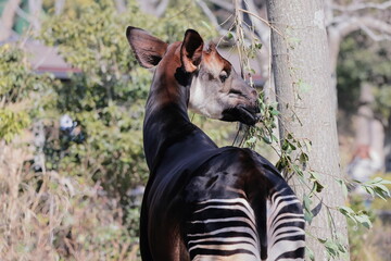 オカピ  © kosumi