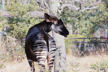 オカピ  © kosumi