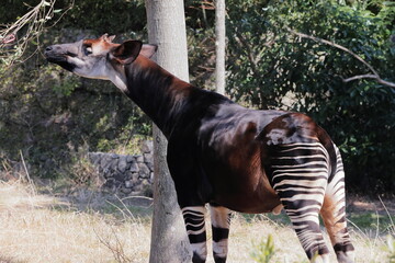 オカピ  © kosumi