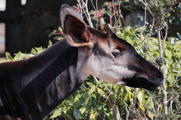 オカピ  © kosumi