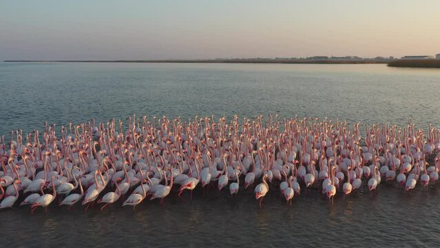 pink flamingos, Flamingos, birds, animal world, animals, beautiful flamingos, exotic, birds of prey trailer, nature sounds