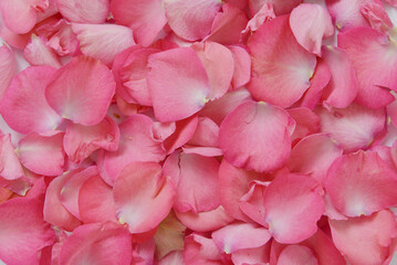Background of fresh ruffle coral pink rose petals