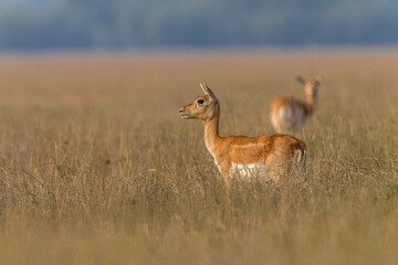 Blackbuck (F)