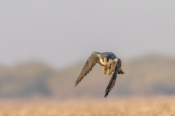 Fastest falcon !!