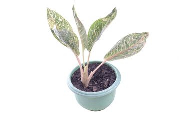 aglonema ornamental plant in green pot isolated on a white background with clipping path