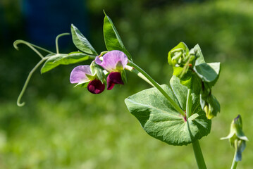 Blossoming sweet pea. Pink - burgundy flower close-up.