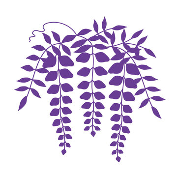 藤の花 の画像 97 996 件の Stock 写真 ベクターおよびビデオ Adobe Stock