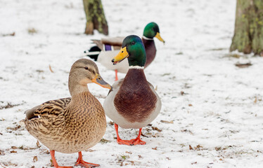 Naklejka na ściany i meble wild ducks on a frozen snow-covered lake. winter landscape