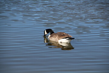  goose swimming, William Hawrelak Park, Edmonton, Alberta