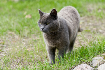 A gray cat walks on green grass on a summer day - 490997729
