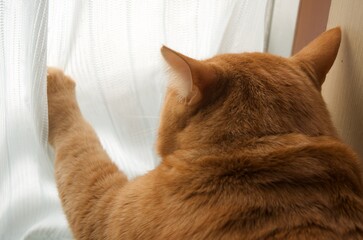 手を上げる猫の後ろ姿