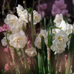 White daffodils in a flower garden in spring. Selective focus.