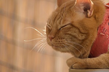 ちゃとら猫の髭が光る顔のアップ