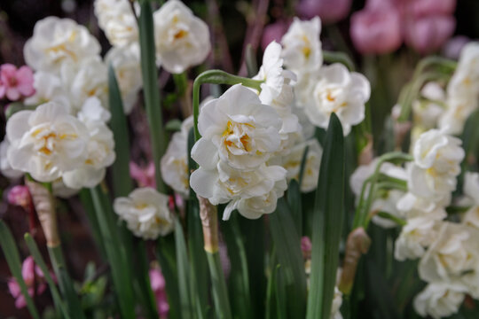 White daffodils in a flower garden in spring. Selective focus.
