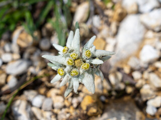 Isolated rare and protected edelweiss flower. Wild flower. Leontopodium alpinum. Mountain flower....