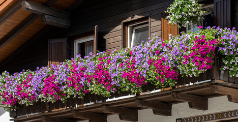 Fototapeta na wymiar Traditional flowered balcony at the Alps and Dolomites. Colorful flowers on balcony. Summer time. Mix of flowers and colors. General contest of the European Alps