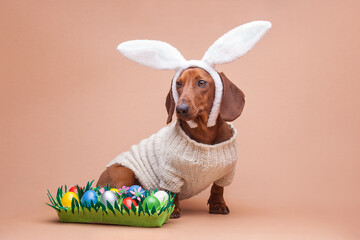 funny dachshund in a knitted sweater on a beige background with white rabbit ears. Easter concept