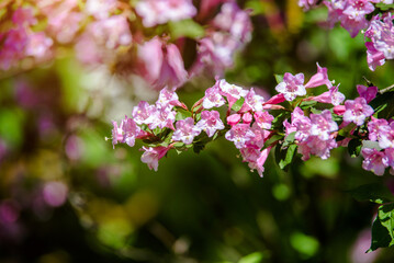 pink weigela blooms in the Botanical garden
