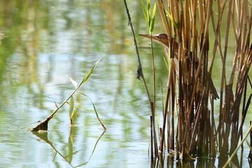 bird on the lake