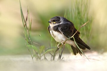 a bird is sitting on a branch