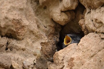 a bird in a nest on the ground