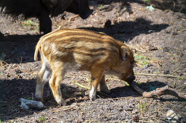 family of wild boars in summer forest