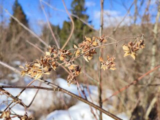 Dry flowers on a sleeping twig in winter. winter forest background.