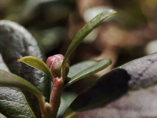 Lingonberry twig with green pulpy leaves close-up.