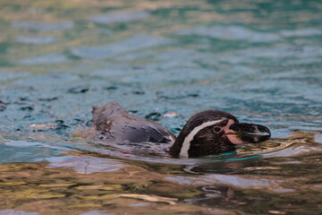 Fototapeta premium ペンギン 