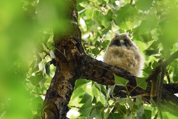 owl sitting on a branch