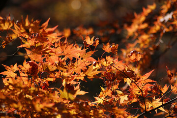 Red maple leaves scatter in the wind.