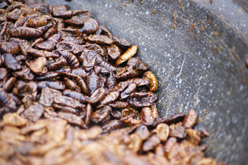 It's a Korean food that you cook after adding sauce to the pupa.