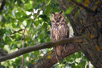 owl sitting on a branch
