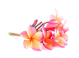 Tropical flowers frangipani (plumeria) isolated on white background