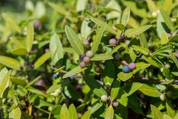 Foliage and fruits of Green Olive Tree, Phillyrea latifolia subsp. media. Photo taken in the...