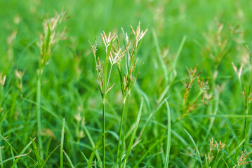 Selective focus, grass stems and leaves on blurred background.