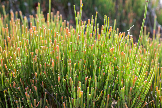 Joint Pine, Ephedra fragilis. Photo taken in the municipality of Mahon, Menorca, Spain
