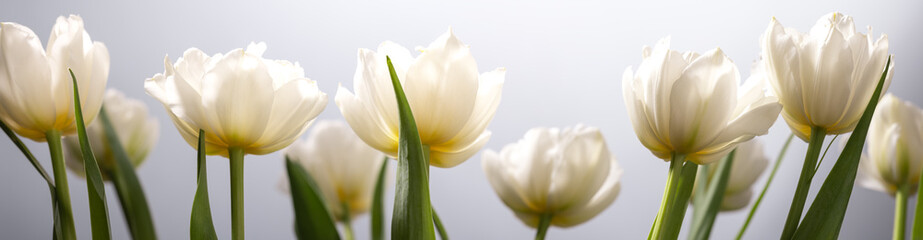 Bouquet of white tulip on grey background