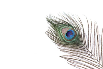peacock feather with white background.