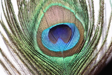 Obraz premium colorful peacock feather close up.