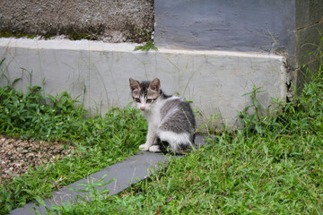 a baby stray cat is playing on the grass around the house