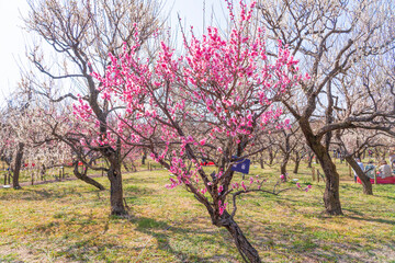 Obraz premium 郷土の森梅園に春の訪れ