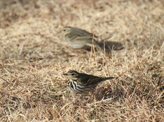 地面を歩き回る小鳥