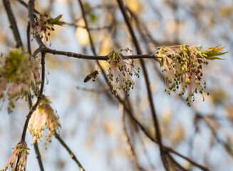 A bee flies to a flowering maple tree to collect nectar. Spring flowering.