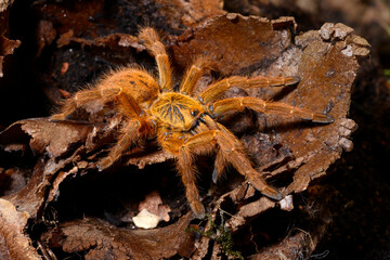 Orange baboon tarantula // Rote Usambara-Vogelspinne (Pterinochilus murinus)