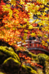 京都、醍醐寺の弁天堂へ架かる橋と紅葉が美しい秋景色です