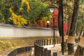 秋の京都、醍醐寺の築地塀とコモ巻きの松が見える風景です
